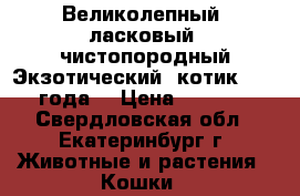 Великолепный, ласковый, чистопородный Экзотический  котик 2 ,6 года. › Цена ­ 3 000 - Свердловская обл., Екатеринбург г. Животные и растения » Кошки   